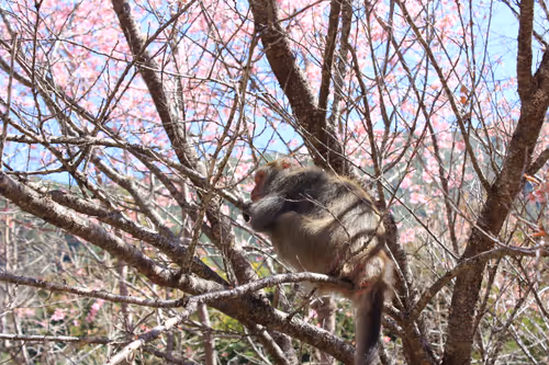 Item #88341892428238457671163359138931352612055705478125639874456303496219477409793 Media