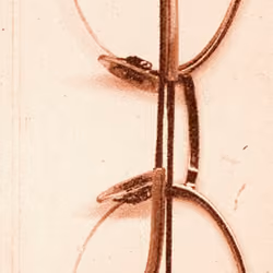 Oculus 