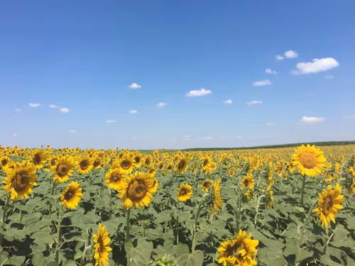 Untitled Collection #60033108 - old