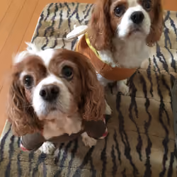 My pets♂♀