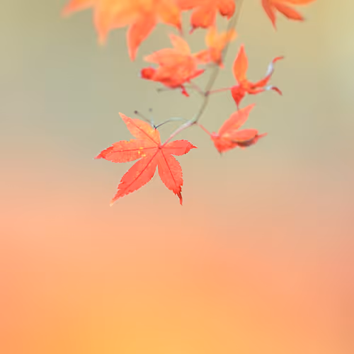 Maple#21