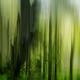 Earth Day Collection : Forest Breathing