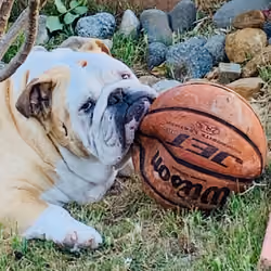 Bored Bully #2