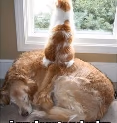 Finally i understand why we have a dog