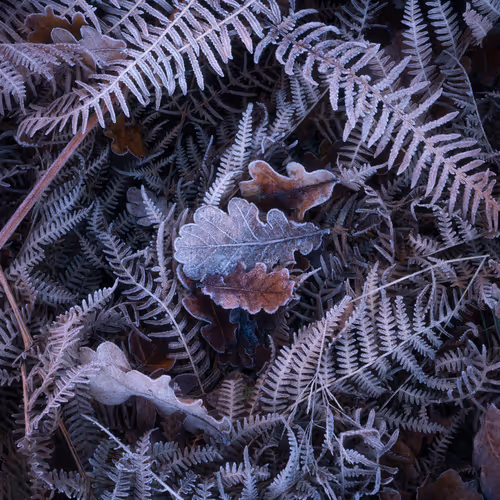 Ethereal Forests #17 - Icy Textures 