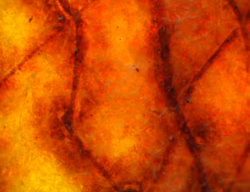 Item #71646257518770613568983710813551014237803002136866425209291834292375889379329 Media