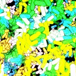 Nurbscape 4