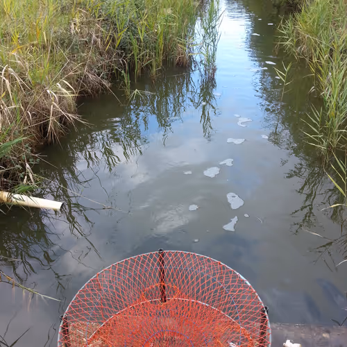 Crab Pod in Stream