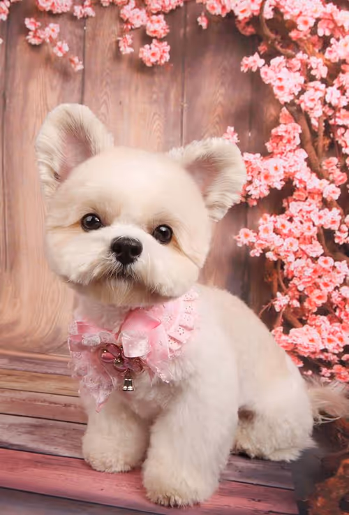 Item #21607923784025543658024067331009769919395041958272689574271021108966761431041 Media