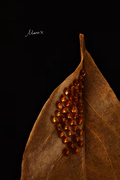 Item #112075678922036370748332486226571959791823042779200219096511573970283982225409 Media