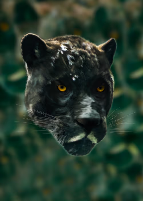 Item #103347930801178937789212357413499816298891874026471711812120895148167054491649 Media