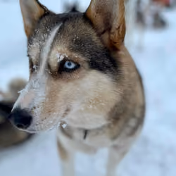 Husky FINLAND