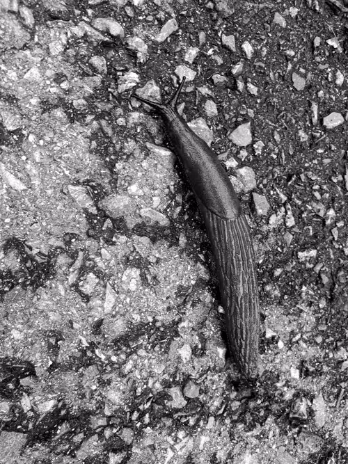 Item #93053345954396449184125693441989771853950921288224263024317593950887562182657 Media