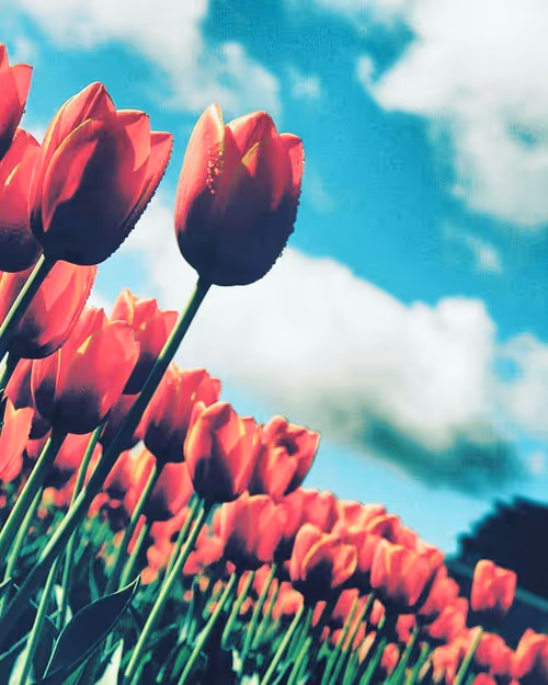 Item #61140817841535323188943582947873458398896939162862574355994582765616786046977 Media