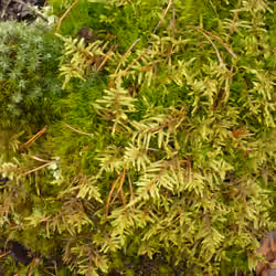 The Wild Moss