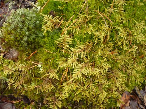 Item #15770137669290744651646145785393144685711771628448611015335675349589641134081 Media