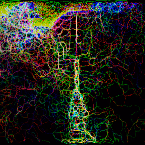 Colorvein