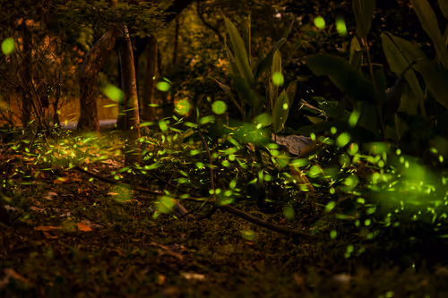 Item #15286439154353413258560728673590493507949724092509999987352069859021563101185 Media