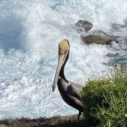 Peter Pelican