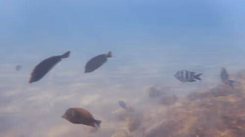 Item #32522392328516293709208538786472574869311995244495637720412795869651682721797 Media