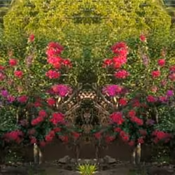 hidden faces