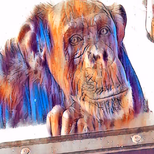 Monkey Windows