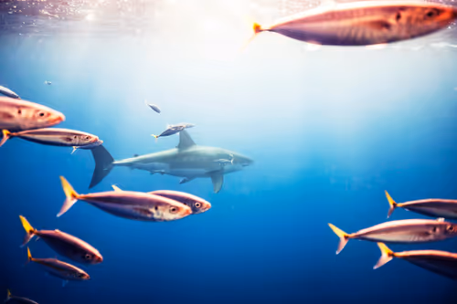 Item #29902083434247515408831439574651385768857107128595090783109118186874187284490 Media