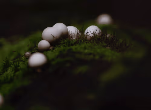 DanielViau-Fishfood Collection