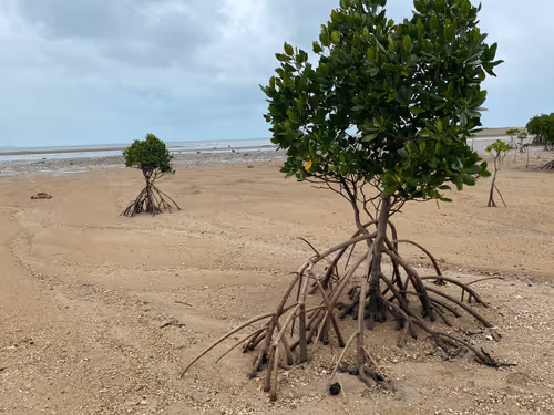 TomoRealEstate Collection