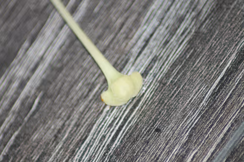 Item #51124555051901614330264480006545612592022390906904121289505624510731678384129 Media