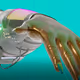 MetaNails