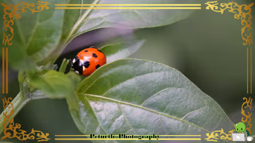 Item #63688176006920298669738405398310368792609774011425620877012057996750122647553 Media