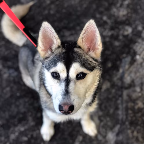 Got any treats ?