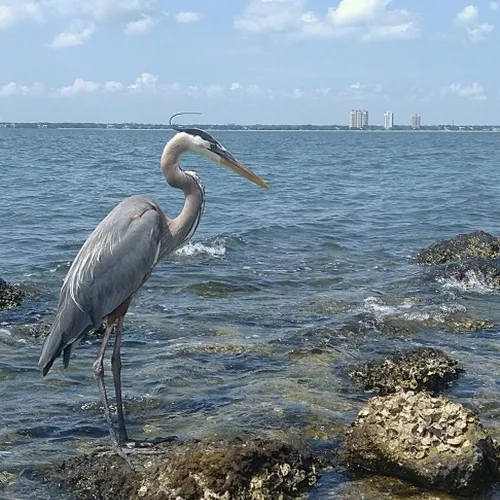 Bird Chillin By The Bay GIF