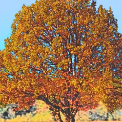 The spirit of trees #8