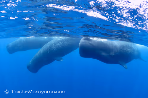 Item #61113597711829508019705348607354266595254896620371709928421355916520658567169 Media