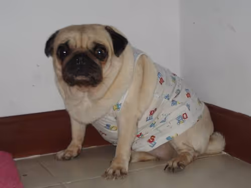 Item #42681016513473886367928798461546651982710033515694921359997072484118585933825 Media