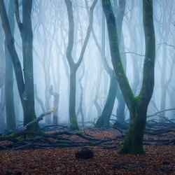 Fairy Forests #20 - Guardians