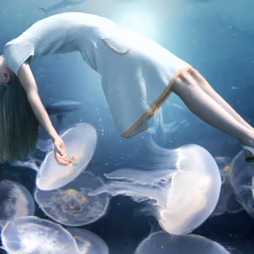 Jellyfish