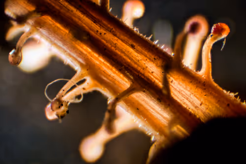 Item #70527450747548230522111899750416547594434158801107612514171876646041459621889 Media