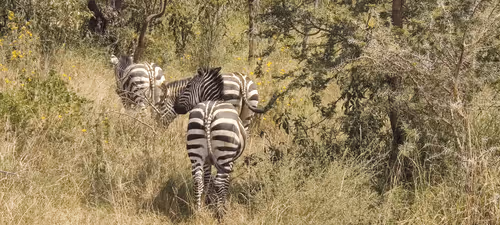 Item #33884978773652834998492452678806383072382496266847956265453593672189571235841 Media