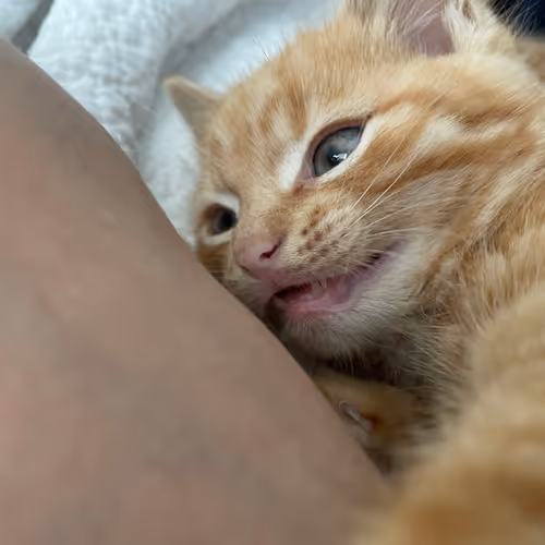 Pepitathekitten