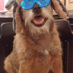 Sunglasses at Night Winston