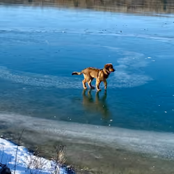 Balu #15