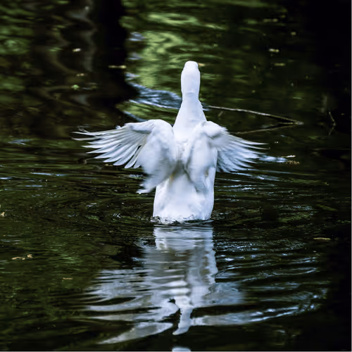 A Collection For Friends