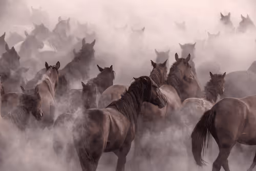 ''THE PUREST FORM OF WILD HORSES''