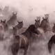 ''THE PUREST FORM OF WILD HORSES''