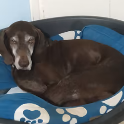 Snek Dogo