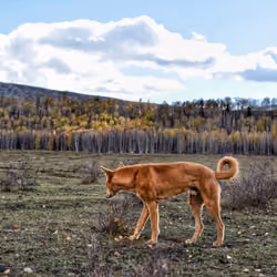 #1 A Dog Looking For Something At Hemu Village, XinJiang Province China (一只狗寻找东西在禾木观景区, 新疆中国）