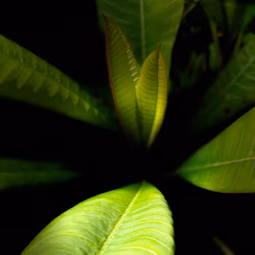Plumeria 2
